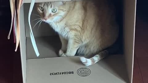 Jay Jay in a box