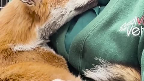 Vet Cuddles With Fox She Saved ❤️