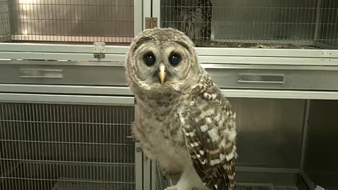 Owl 🦉Head bobbing when saw anything