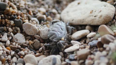 Close up macro shot of crab walking on rock beach shore of sea