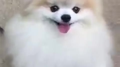 Cute puppy in video