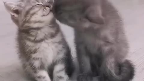 Cute kittens love