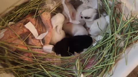 Twelve-day-old rabbit chases mother Rabbit for milk