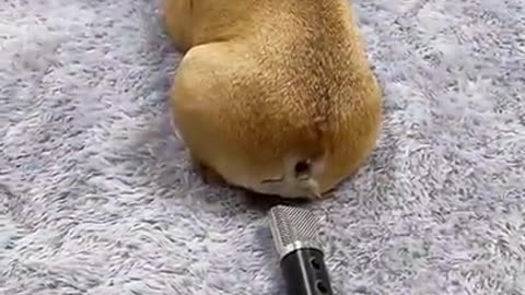 Dog farts into microphone and gets scared