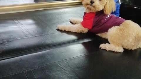 Poodle Doesn't Recognize Own Reflection