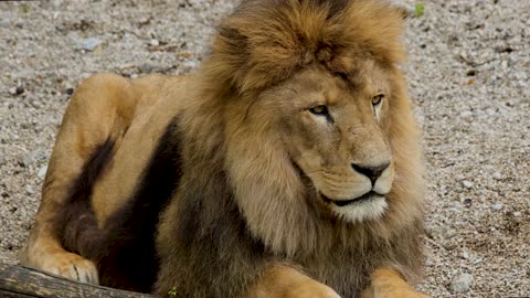 Lion Relaxing in the Field