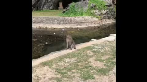 Monkey Mountain - Thailand