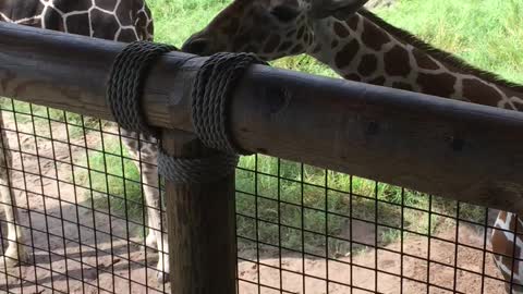 Baby giraffe at zoo