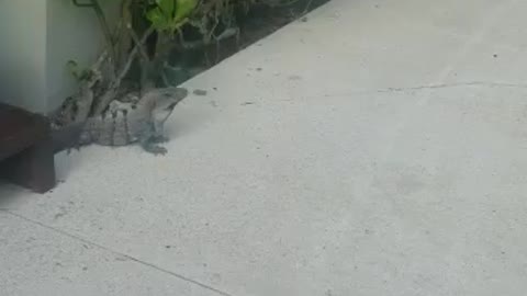 Iguana hanging out