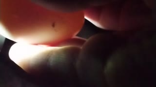 Candling A Clutch Of Silkie Eggs