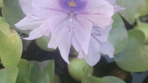 Eichhornia last flowers