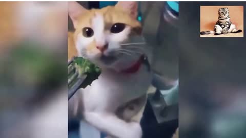 Funny cat disgusting moment. 🤮🤢😁😁 part 25|