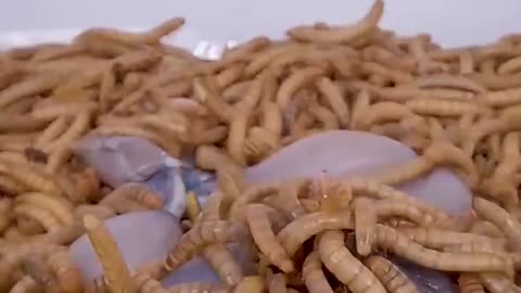 Mealworms Vs Frog legs 🍗