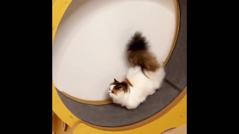 Cat comedy video,# cute cat video,# funny cat.