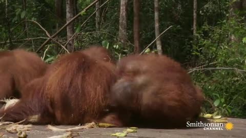 Baby Orangutans Learn How to Crack Coconuts