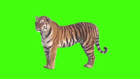 GREEN SCREEN TIGER