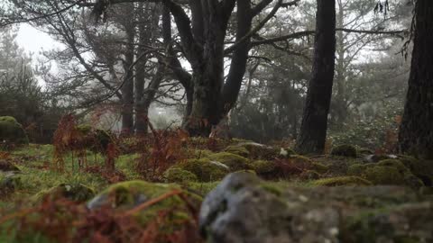 Moss and grass in the forest_batch