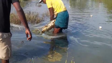 fish hunting, fishing videos, #fishing, #rohu fishing