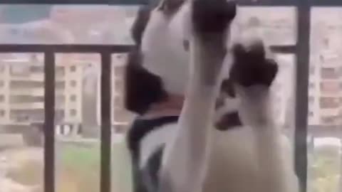 Top Funny Cute Dog Videos