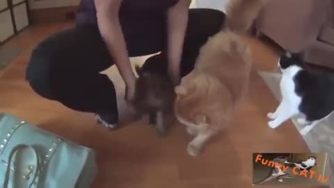 dog and cat meet each other