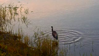 Tri - Colored Heron