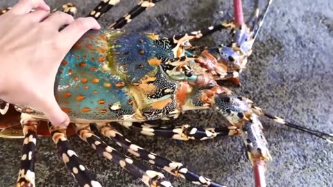 Lobster Rainbow 3KG Street Market