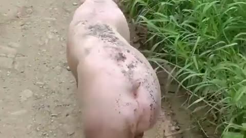 Funny pig