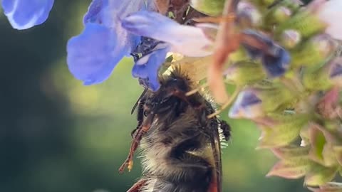 🔥 Golden-rod crab spider feeding on a bumble bee