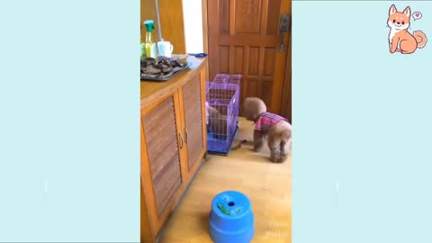 Video of Amazing Funny Dog