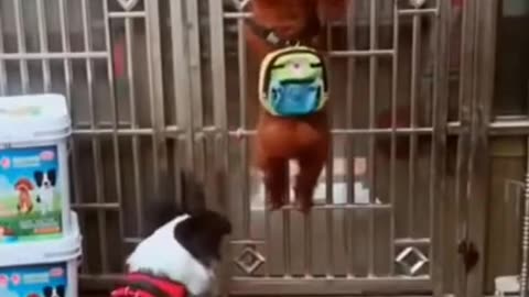 Funny Dog _ Baboon Videos 2024