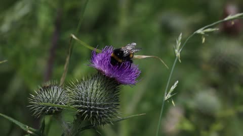 Honey Bee collecting