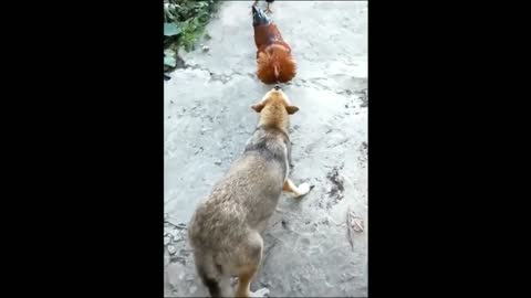 dogs fight to the death against roosters