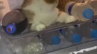 Stubborn Kitty Wants to Stay Cool