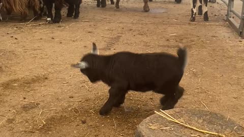 Goat Kids Hop and Skip in the Yard