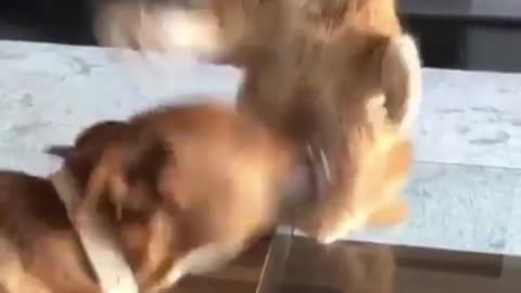 Bad cat bullies honest dog