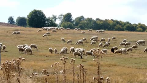 Group Of Sheep Grazing On The Pasture