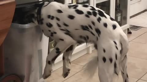 Dog finds a way to help himself to some treats