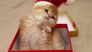 Adorable Kitten Pops out of Present