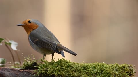 American Robins are fairly large