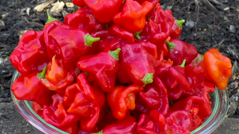 Bishop's Crown chilli harvest