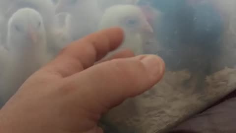 Curious Chicks / See through brooder. #homesteading #familyfarm