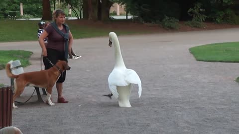 Dog vs Swan in Strasbourg, France