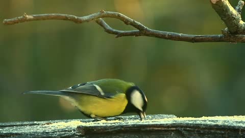 birds-chicks-plumage-coot-bill-