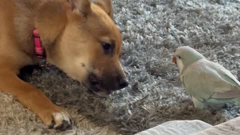 Parrot Flies Off With Puppy's Treat