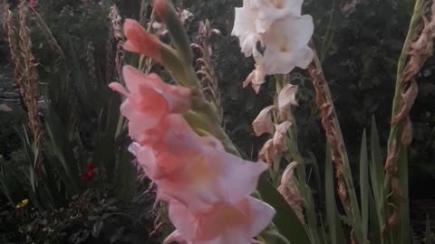 Evening gladioli