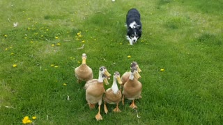 Impressive Border Collie Herds Ducks