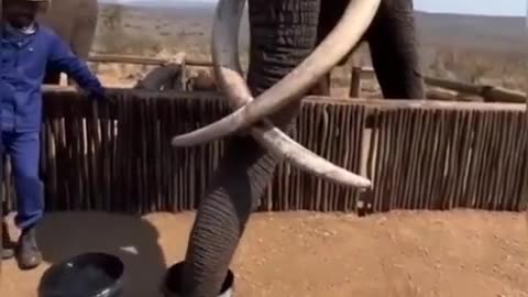 This is the biggest elephant I've seen in my life.