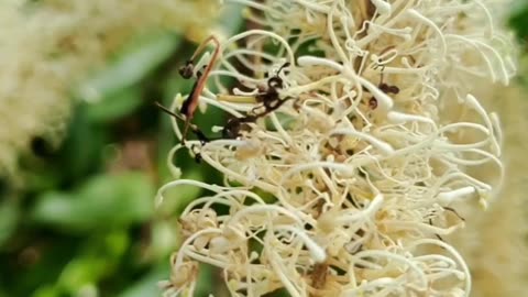 Beautiful Bottle Brush Flowers