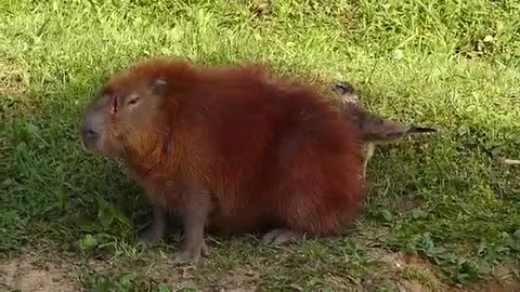 animals, brazilian fauna sertaneja hawk in wild capybara pantanal brazil