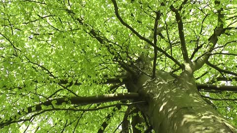 100 Years Old Nature Tree In Forest